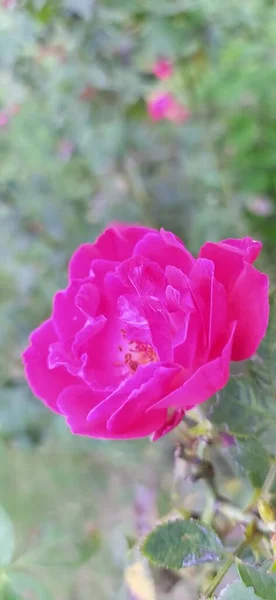 Schöne Rosa Rose Üppig Grünen Garten — Stockfoto