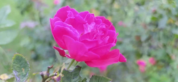 Schöne Rosa Rose Üppig Grünen Garten — Stockfoto