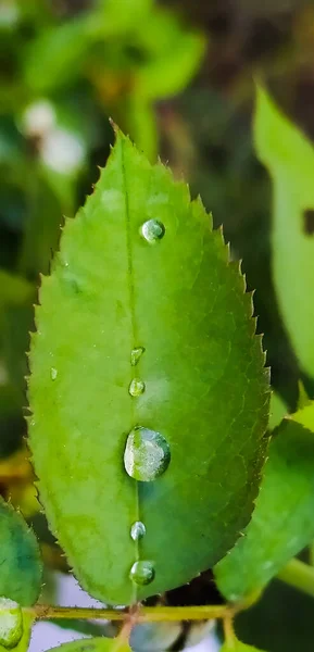 Water Drops Rose Leaf — Stock Photo, Image