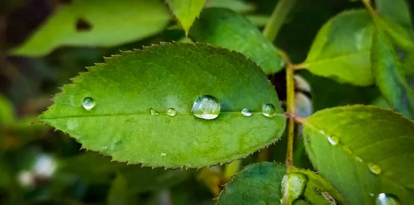 Gotas Agua Hoja Rosa — Foto de Stock