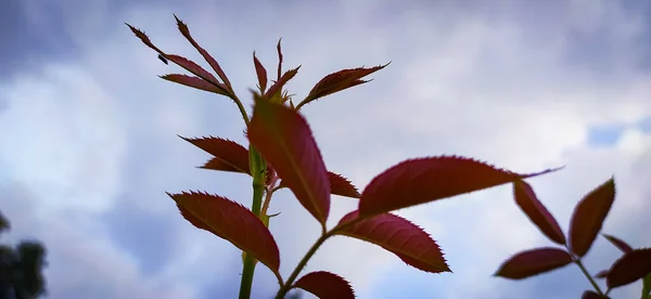 Rose leaf and rose bud in garden with beautiful sky background