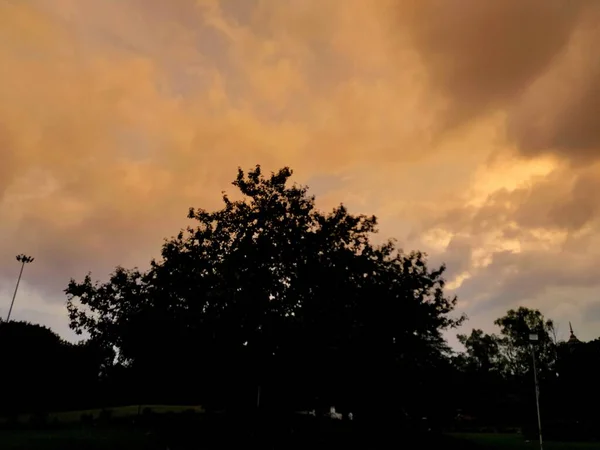 Einzelner Großer Baum Schönen Garten — Stockfoto