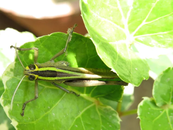 Prachtige Groene Sprinkhaan Zittend Blad — Stockfoto