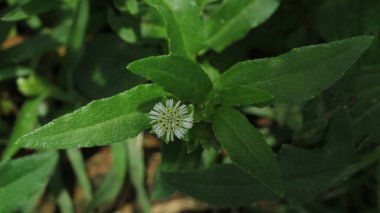 Eclipta prpstrata ya da sahte papatya ya da bhringraj bitkisi