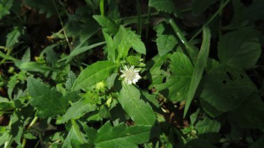 Eclipta prpstrata ya da sahte papatya ya da bhringraj bitkisi