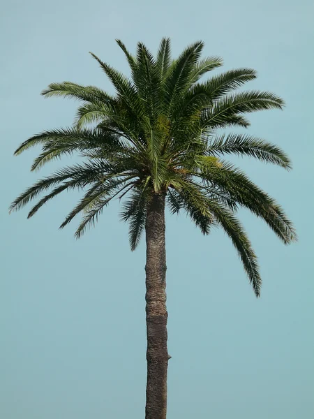 Single palm tree Stock Picture