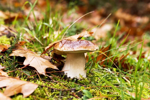 Mushroom in the forest, Boletus Edulis species, autumn colors concept. — Stock Photo, Image