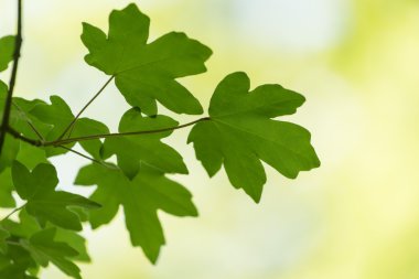 Soyut doğa arka plan bahar ve yaz yeşil yaprak.