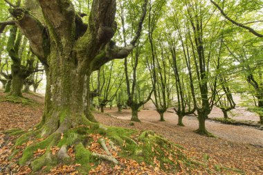Bizkaia, Bask Ülkesi, İspanya ormandaki yaşlı ağaç.