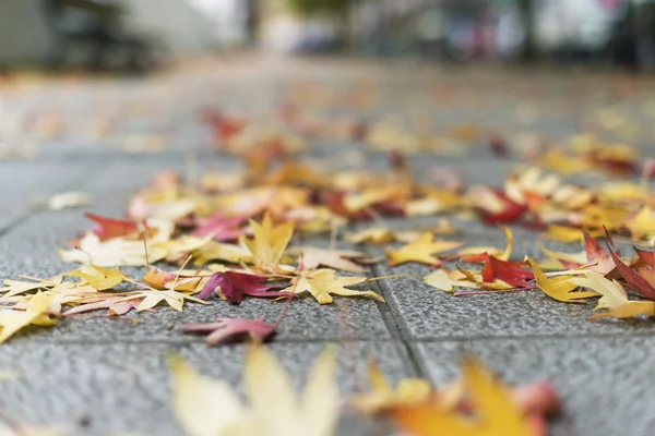 Autumn leaves in the street.