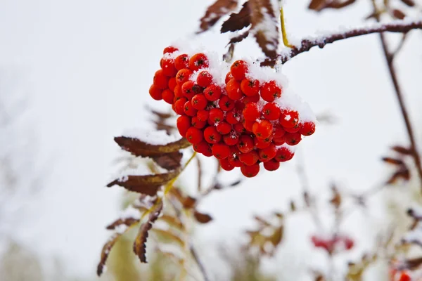 Bunch of mountain ash on a branch — Stock Photo, Image