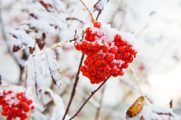 Bos van rode rowan — Stockfoto