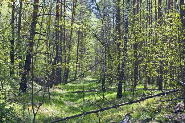 Kan in het bos — Stockfoto