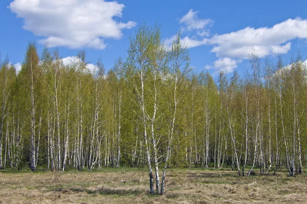 Birch spring — Stock Photo, Image