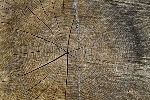 Sawn oak — Stock Photo, Image