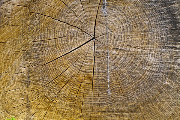 Texture of oak — Stock Photo, Image