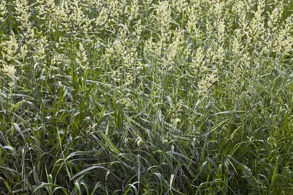 Flowering sedge — Stock Photo, Image