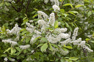 Çiçekler kuş kiraz