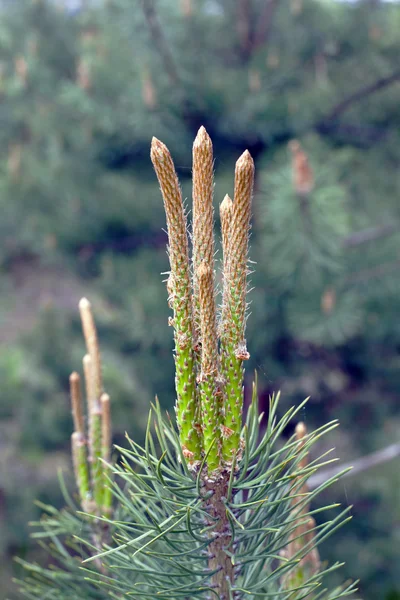 Pine sprouts — Stock Photo, Image