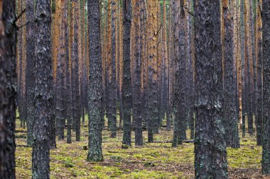 yaşlı çam ağaçları