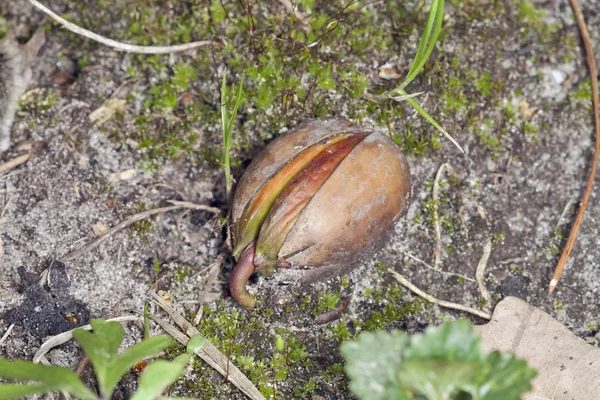 Keimende Eicheln — Stockfoto