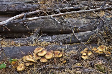 mantar günlükleri hakkında