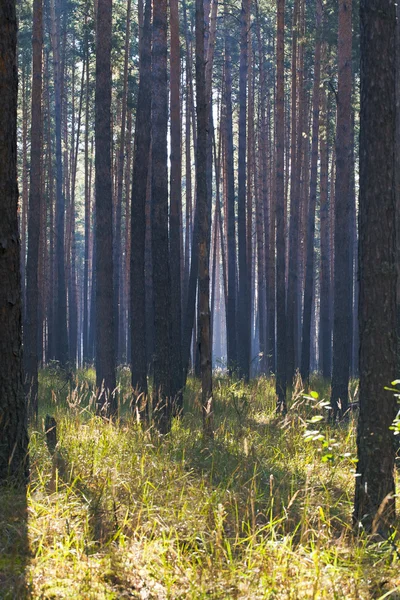 Morgen i skoven - Stock-foto