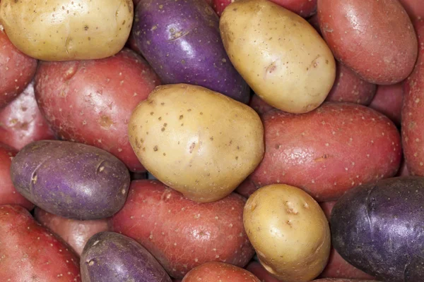 Färgade potatis — Stockfoto