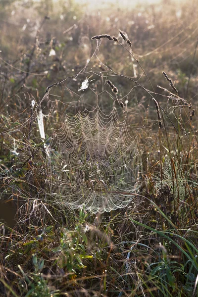 Spinnennetz — Stockfoto