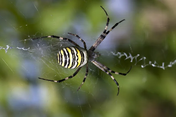 Κίτρινη αράχνη — Φωτογραφία Αρχείου