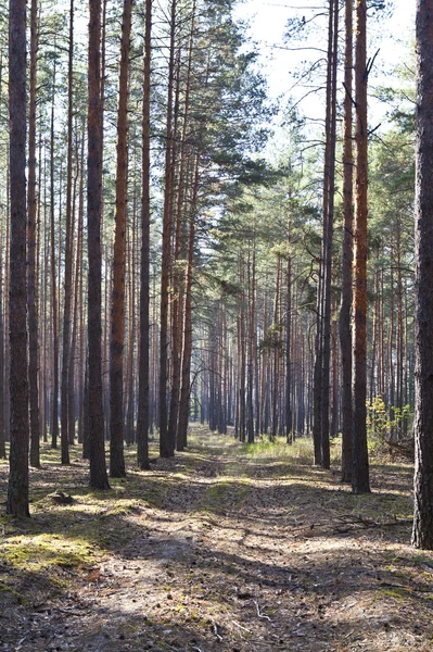 Camino en un bosque de pinos — Foto de Stock