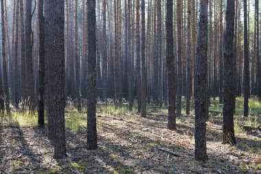 Çam ormanında bir sabah