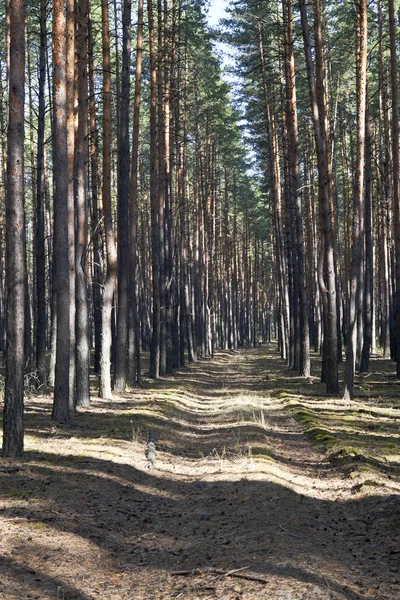 Camino entre pinos — Foto de Stock