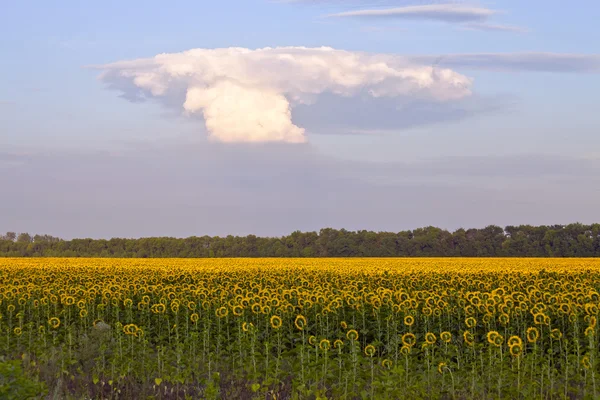 Cloud on the sky — Stock Photo, Image