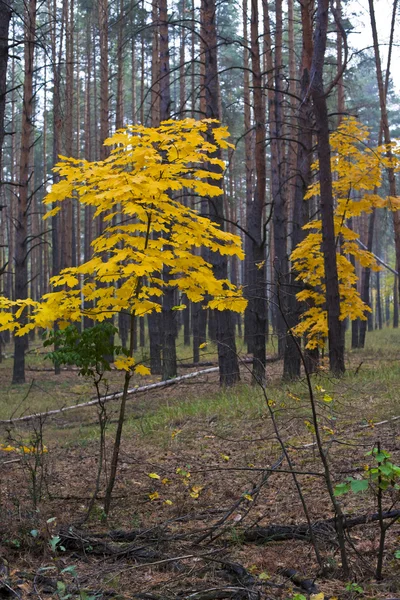 Ácer na floresta — Fotografia de Stock