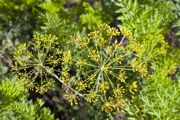 Green fennel seeds — Stock Photo, Image