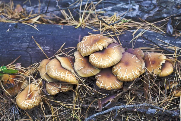 Mushrooms on a log — Stock Photo, Image