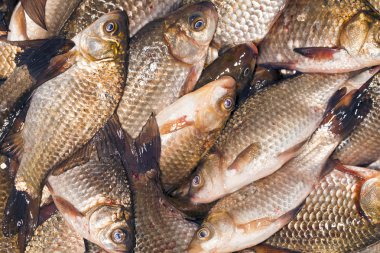 taze nehir balığı