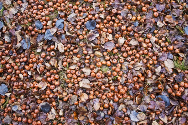 Rotte appels op de grond Rechtenvrije Stockfoto's