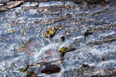 Bu bağırmak ve buz