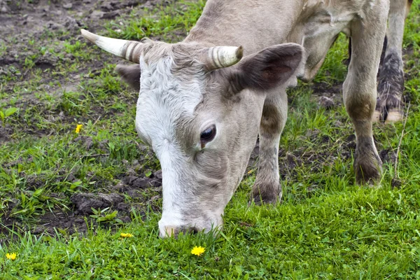 Cow in the meadow — Stock Photo, Image