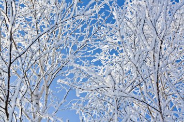 Huş ağacı üzerinde hoarfrost