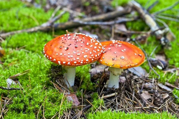 Two red mushroom — Stock Photo, Image