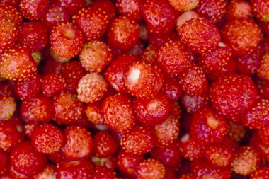 Birçok orman çilek.