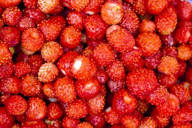 Pek çok Yaban çilekleri