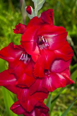 Kırmızı Glayöl çiçek