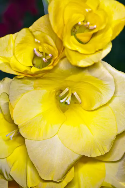 Flor gladíolo amarelo — Fotografia de Stock