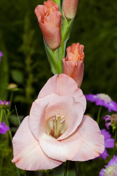 Blommor med rosa gladiolus — Stockfoto