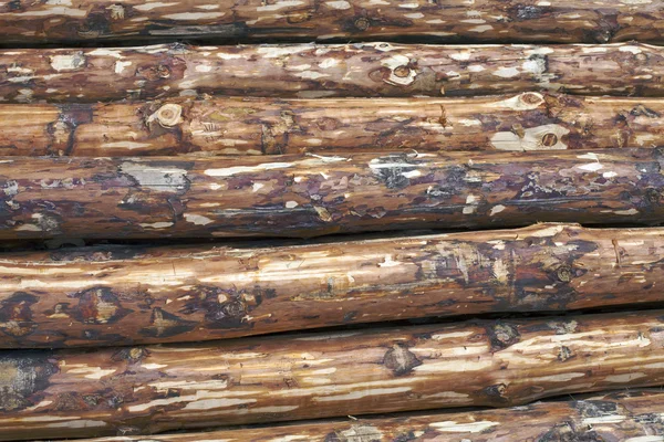 Hewn pine logs — Stock Photo, Image