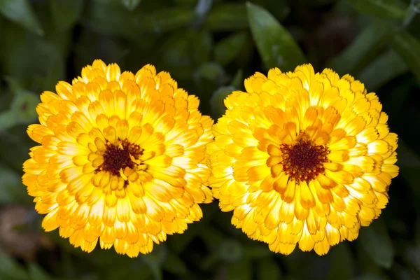 Turuncu marigold çiçek — Stok fotoğraf